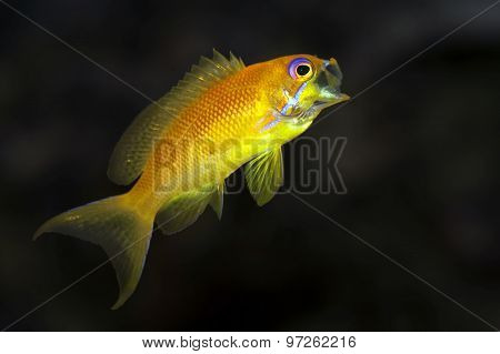 Gape fish - Sea goldie - Anthias -Pseudanthias squamipinnis female