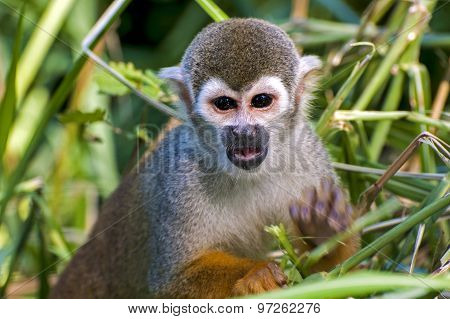 Squirrel monkey - Saimiri sciureus - portrait