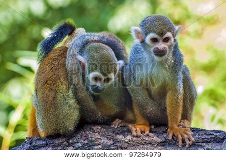 Three friends - Squirrel monkey  - Saimiri sciureus