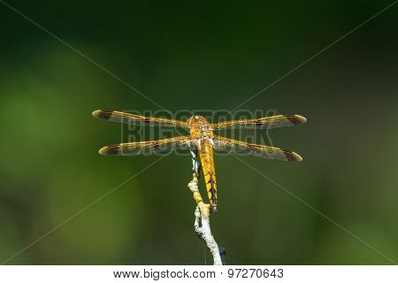 Painted Skimmer