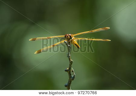 Painted Skimmer