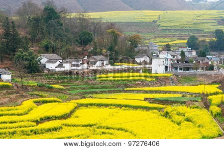 Yellow rapeseed flower field in Luoping, China