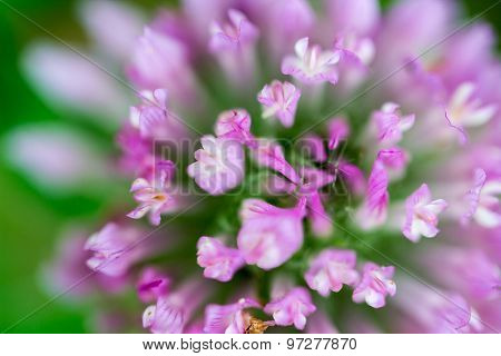 Trifolium Pratense Red Clover Flower