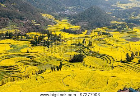 Yellow rapeseed flower field in Luoping, China