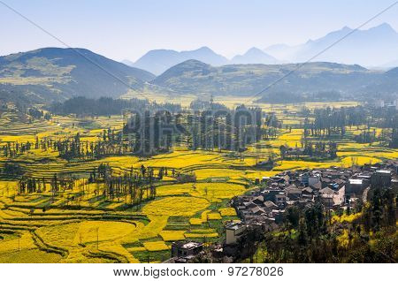 Yellow rapeseed flower field in Luoping, China