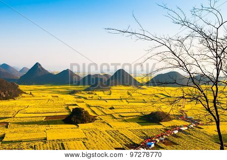 Beautiful landscape rapeseed field or canola flower field in spring, Luoping in China
