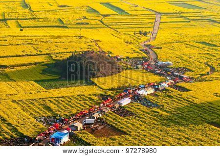 Beautiful landscape rapeseed field or canola flower field in spring, Luoping in China