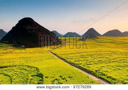 Beautiful landscape rapeseed field or canola flower field in spring, Luoping in China