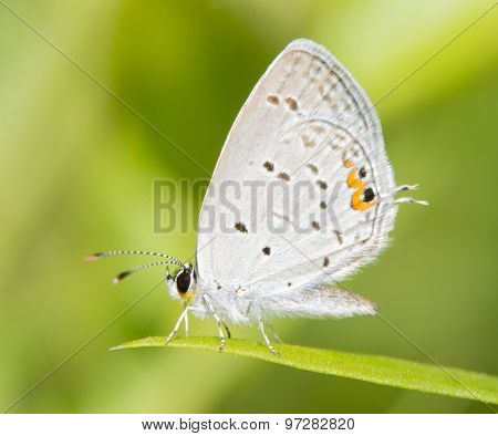 Diminutive Eastern Tailed Blue butterfly resting on a blade of grass against summer green background
