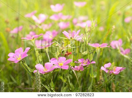Meadow Pink, Sabatia campestris flowers growing on a sunny summer meadow