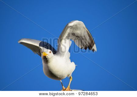 Seagull Taking Off
