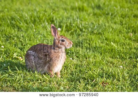 Rabbit in grass
