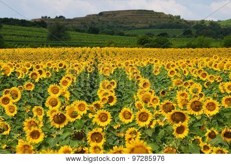 Field of Sunflowers in Czech Republic