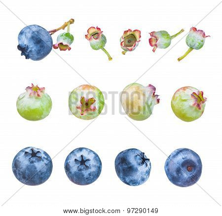 The Collection Of berry Isolated On White Background