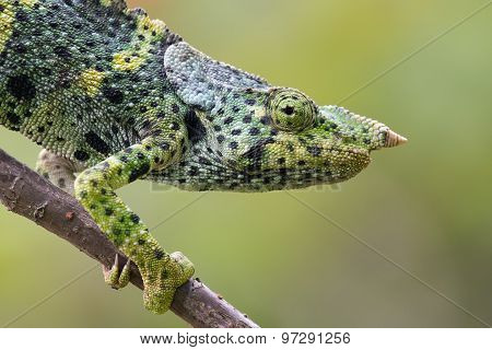 Portrait Of A Melleri's Chameleon (chameleo Melleri)