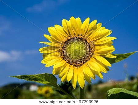 flowers