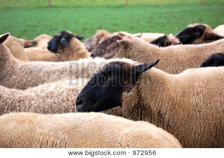 Sheeps