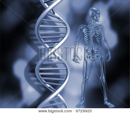 Kostra s Dna pramenů