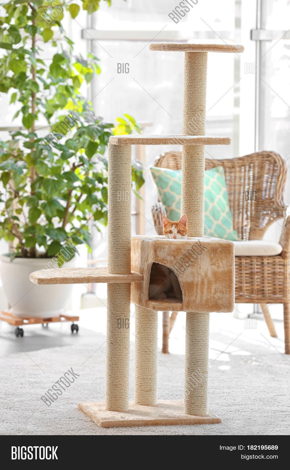Cute Funny Cat Tree Image & Photo (Free Trial) Bigstock