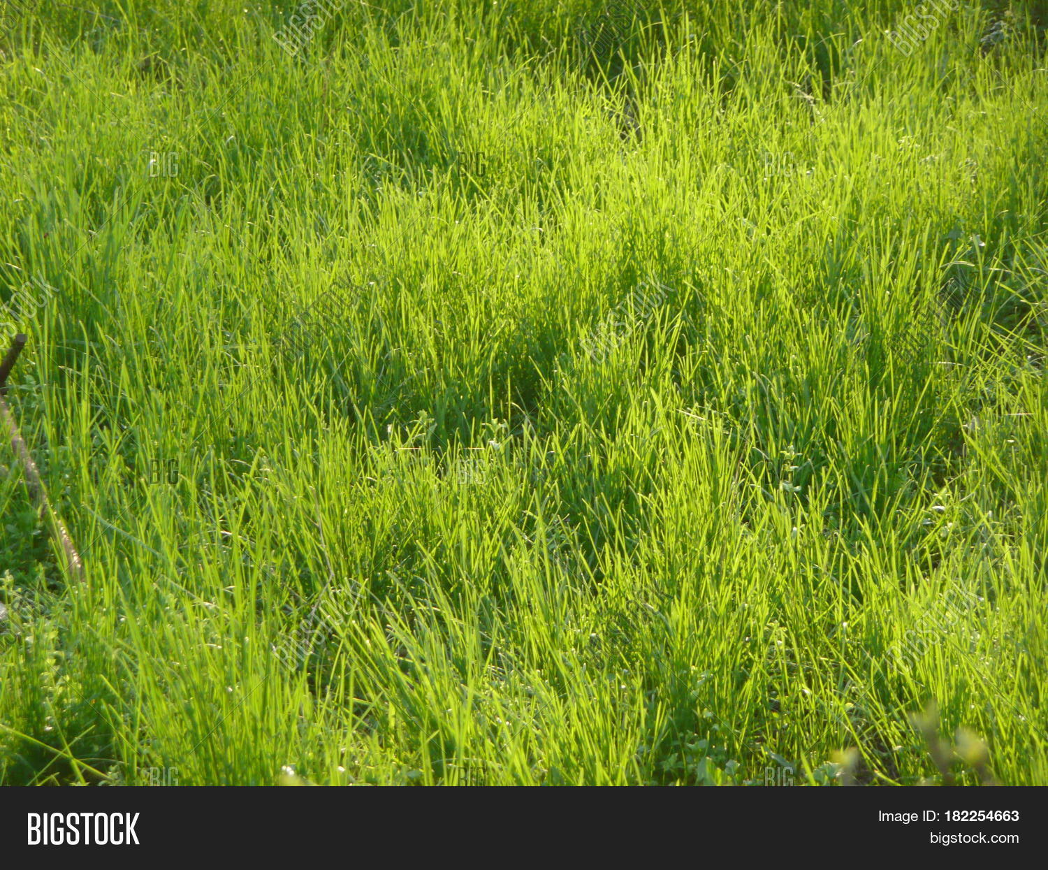Bright Green Grass On Image & Photo (Free Trial) Bigstock