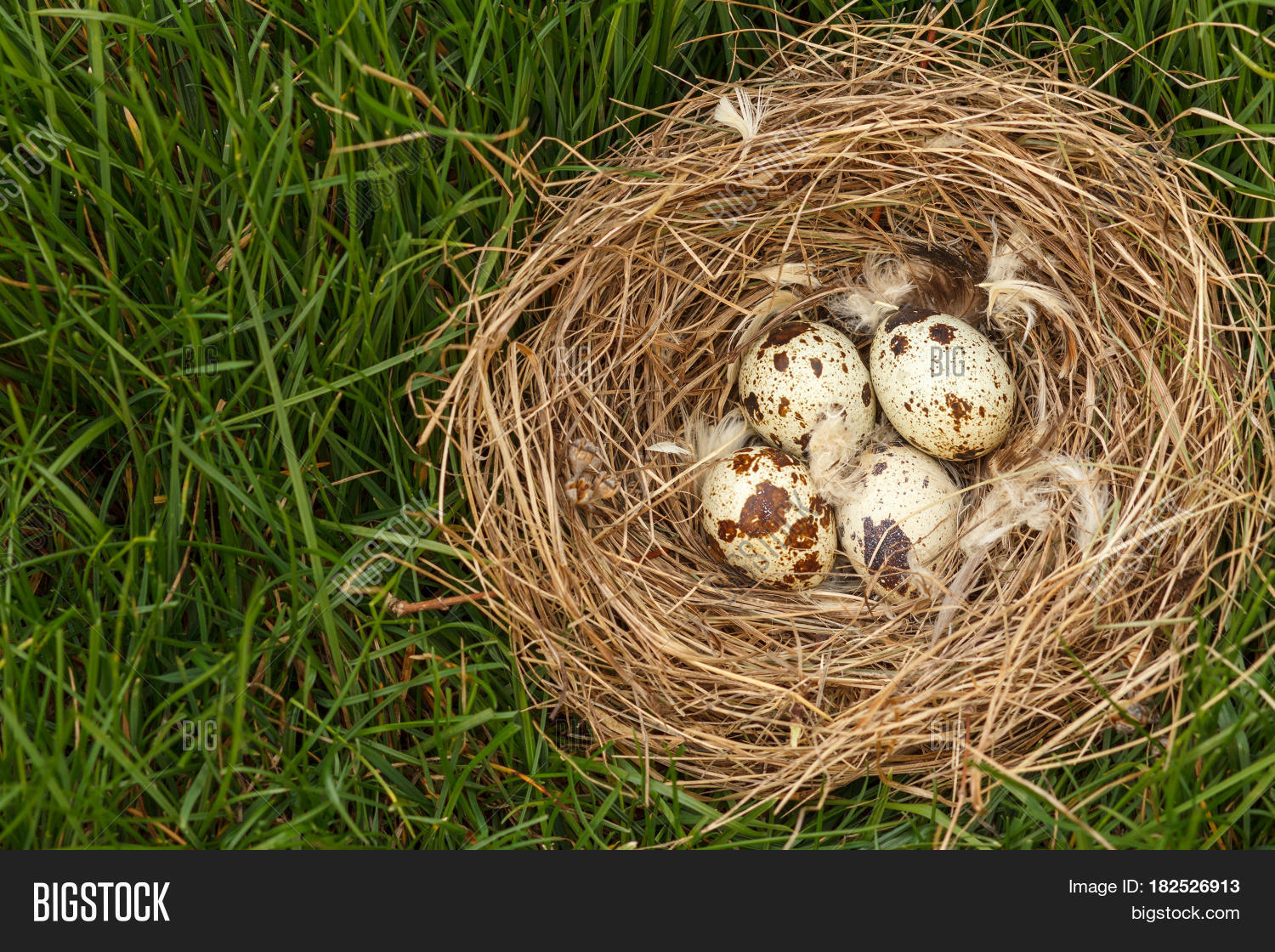 Nest Four Eggs Quail Image & Photo (Free Trial) Bigstock
