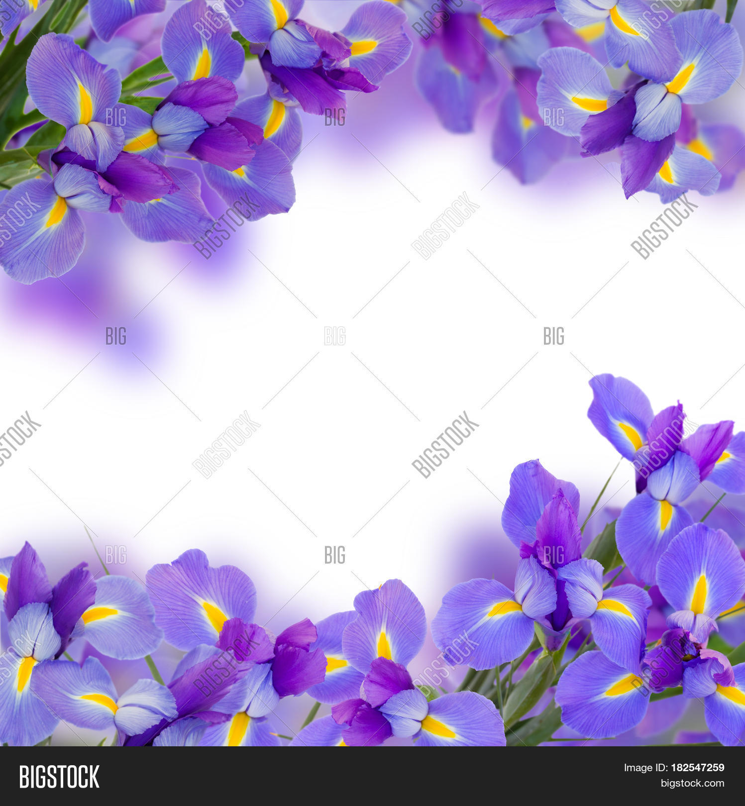 Blue Irises Flowers Image & Photo (Free Trial) Bigstock
