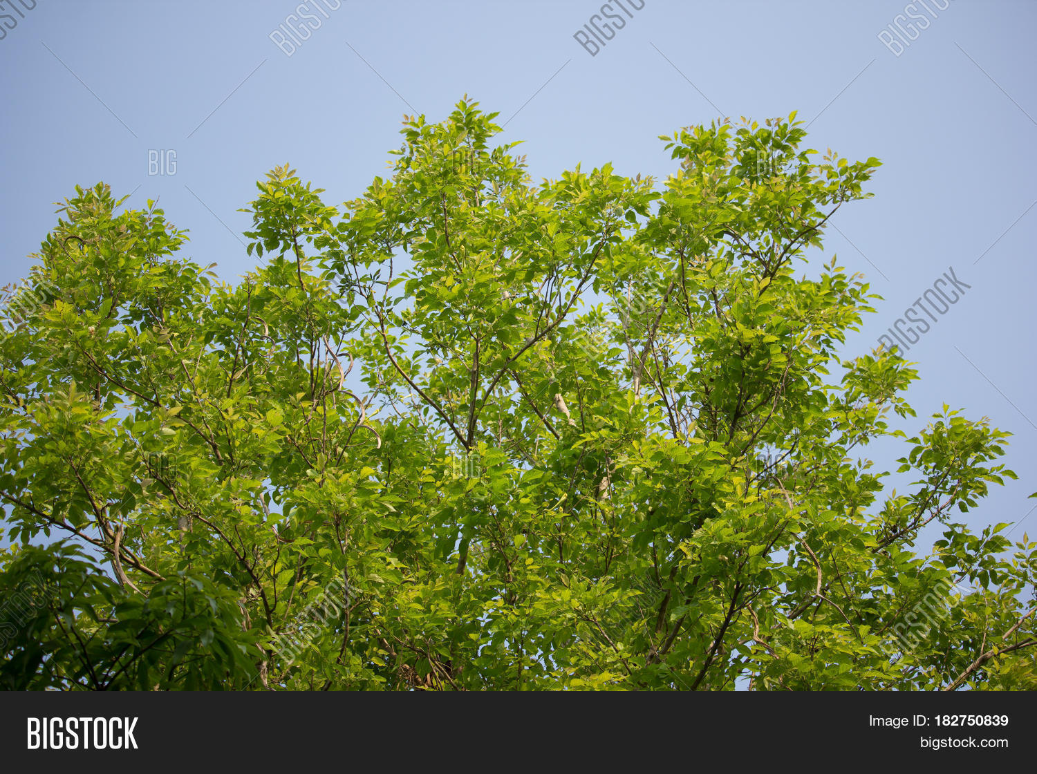 Agasta Dolichandrone Image & Photo (Free Trial) | Bigstock