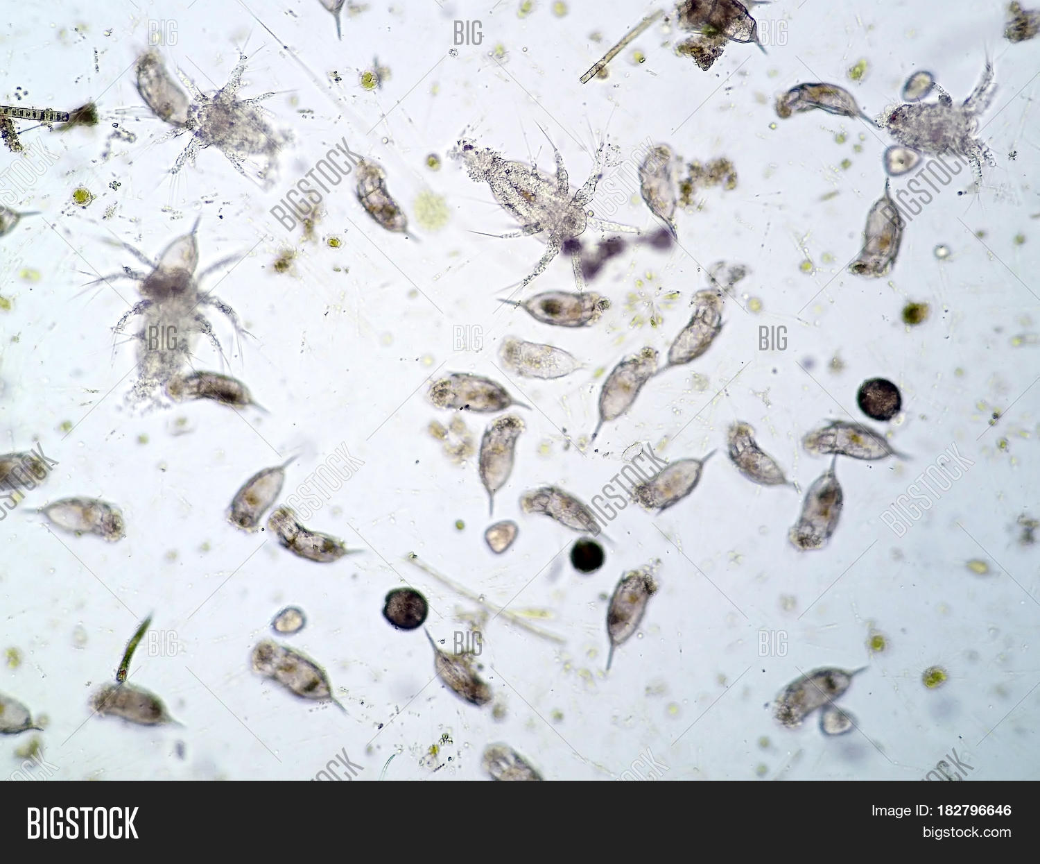 Freshwater Aquatic Image & Photo (Free Trial) Bigstock