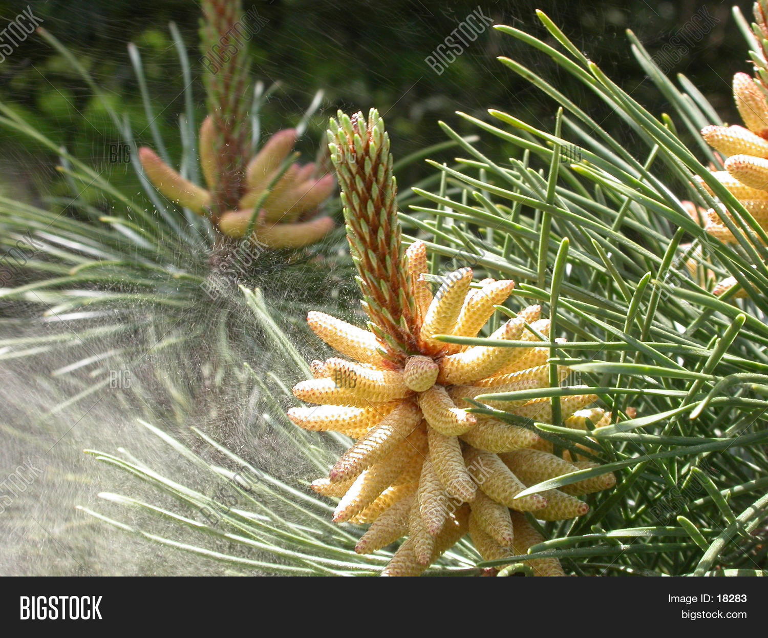 Pine Pollen 01 Image & Photo (Free Trial) Bigstock