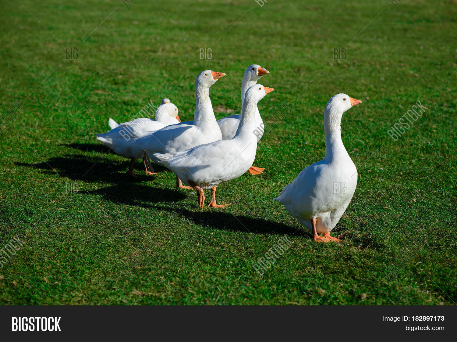 These geese is are white