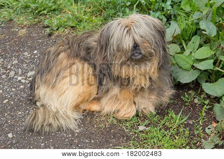 Shaggy homeless dog lies by the road. Pets