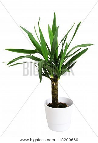 Yucca kasvi