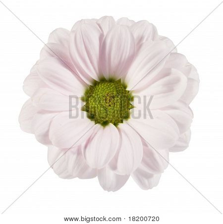 Flor