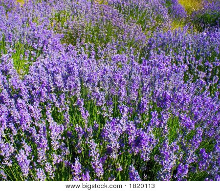 Lavanda