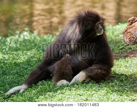 monkey outdoor - gibon