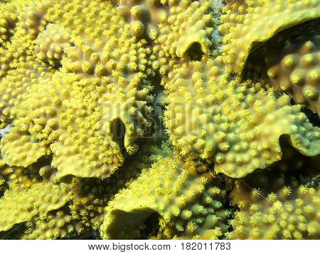 Coral reef with yellow coral turbinaria mesenterina at the bottom of tropical sea underwater