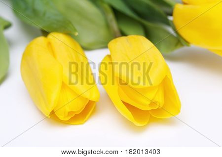 Yellow tulips on a white background. Flowers.