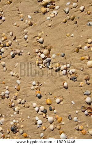 Pieni Seashells yli hiekkaa