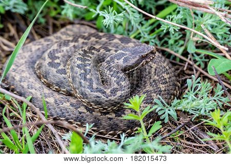 Vipera ursinii or meadow viper also known as adder