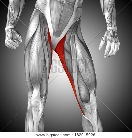 Concept or conceptual 3D illustration human upper leg anatomy or anatomical and muscle on gray background