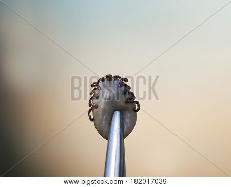 a dangerous insect mite pressurized blood in metallic tweezers close-up
