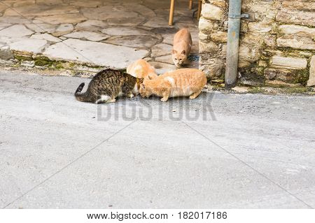 Street cats eating food - Concept of homeless animals.