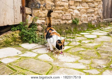 Street cats eating food - Concept of homeless animals.