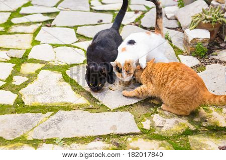 Street cats eating food - Concept of homeless animals.