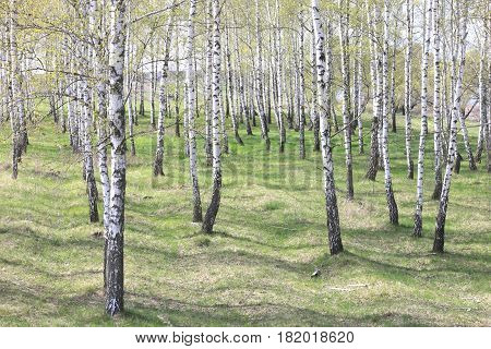 Trunks of birch trees in forest / birches in sunlight in spring / birch trees in bright sunshine / birch trees with white bark / beautiful landscape with white birches
