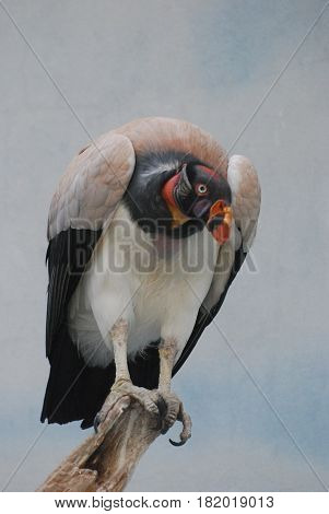 King vulture bird on a dead tree branch.