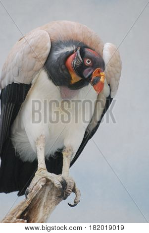 King vulture bird on a dead tree branch.