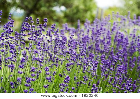 Hell Lavendel Blumen an einem sonnigen Tag 4