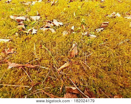 Forest Carpet. Old Leaves On Dry Moss In Forest. Dry Dusty Moss, Dry Pine Needles