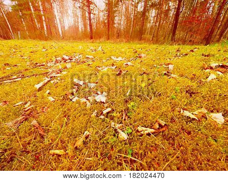 Forest Carpet. Old Leaves On Dry Moss In Forest. Dry Dusty Moss, Dry Pine Needles
